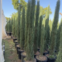 Italian Cypress 15 Gal 6 Feet Tall When Planted