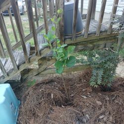 Fig Tree 