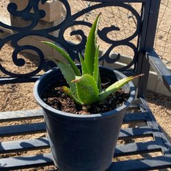 Aloe Vera Plant 