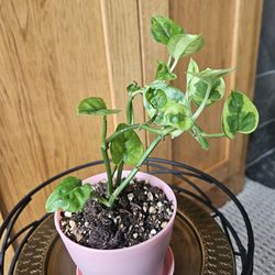 Potho Global Green (Pink pot-C)