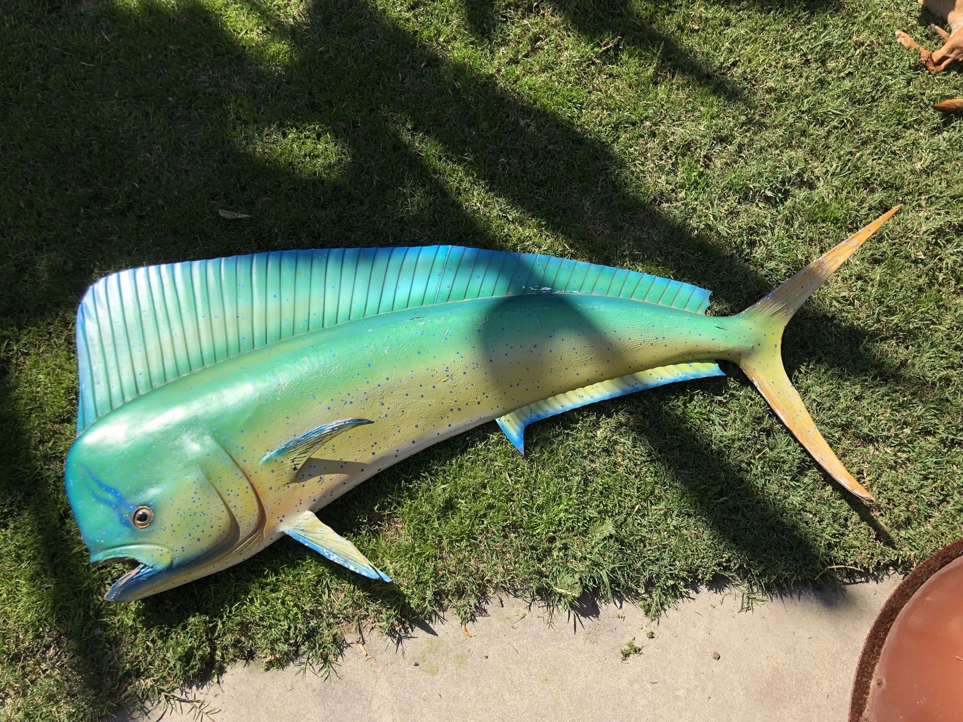 Taxidermy Mahi Mahi Tiki Fish Mount