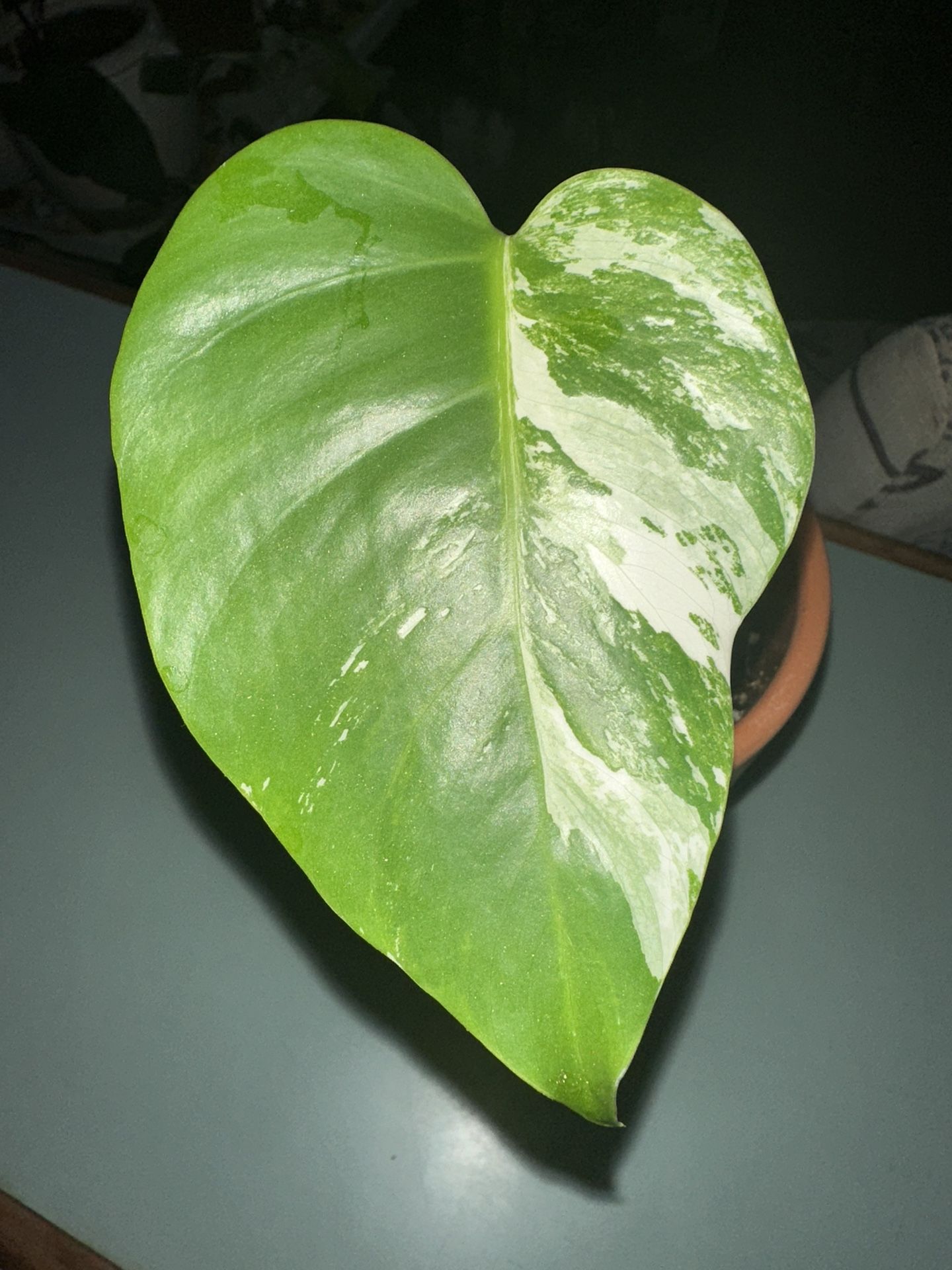 Albo Monstera