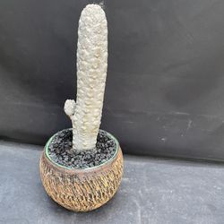 Euphorbia Abdelkuri Imported Cactus