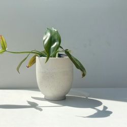 Rare Aroid Philodendron Golden Dragon Plant/ Indoor Plant/ House Plant 