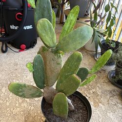 Large cactus