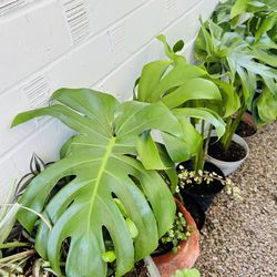Monsteras 20 each