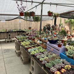 Holiday Succulent sale! 