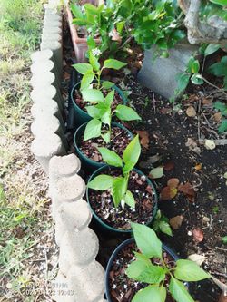 Bonitas plantas de chile habanero $6 Dlls C.u