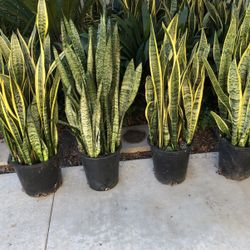 Snake Plants