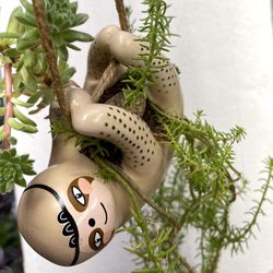 Succulents In Cute Hanging Pot 4"x 5".
