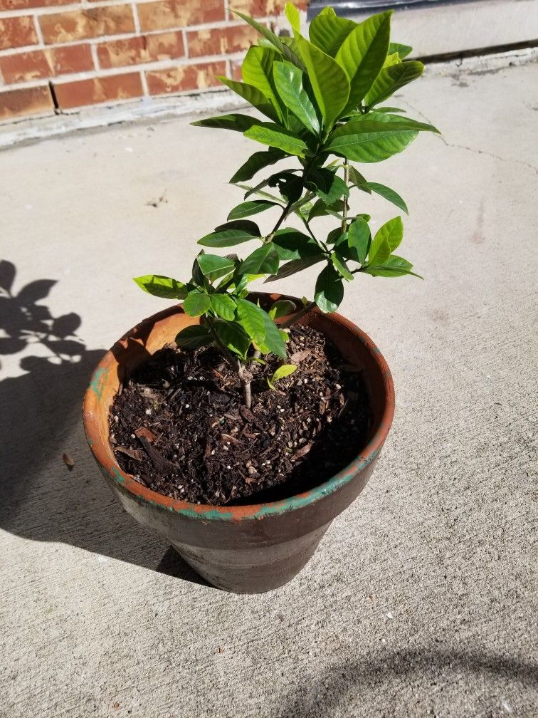 Gardenia Flower Plant 