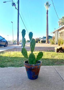 Prickly Pear Cactus Plant