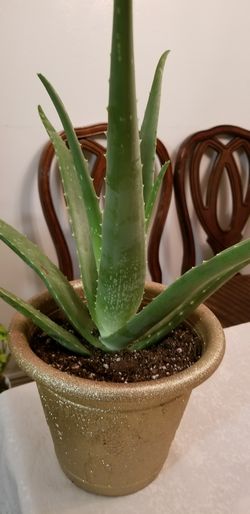 Aloe vera Healthy and best air purifying house plant in the new pot