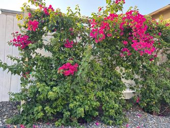 Mature & healthy bougainvillea trees!