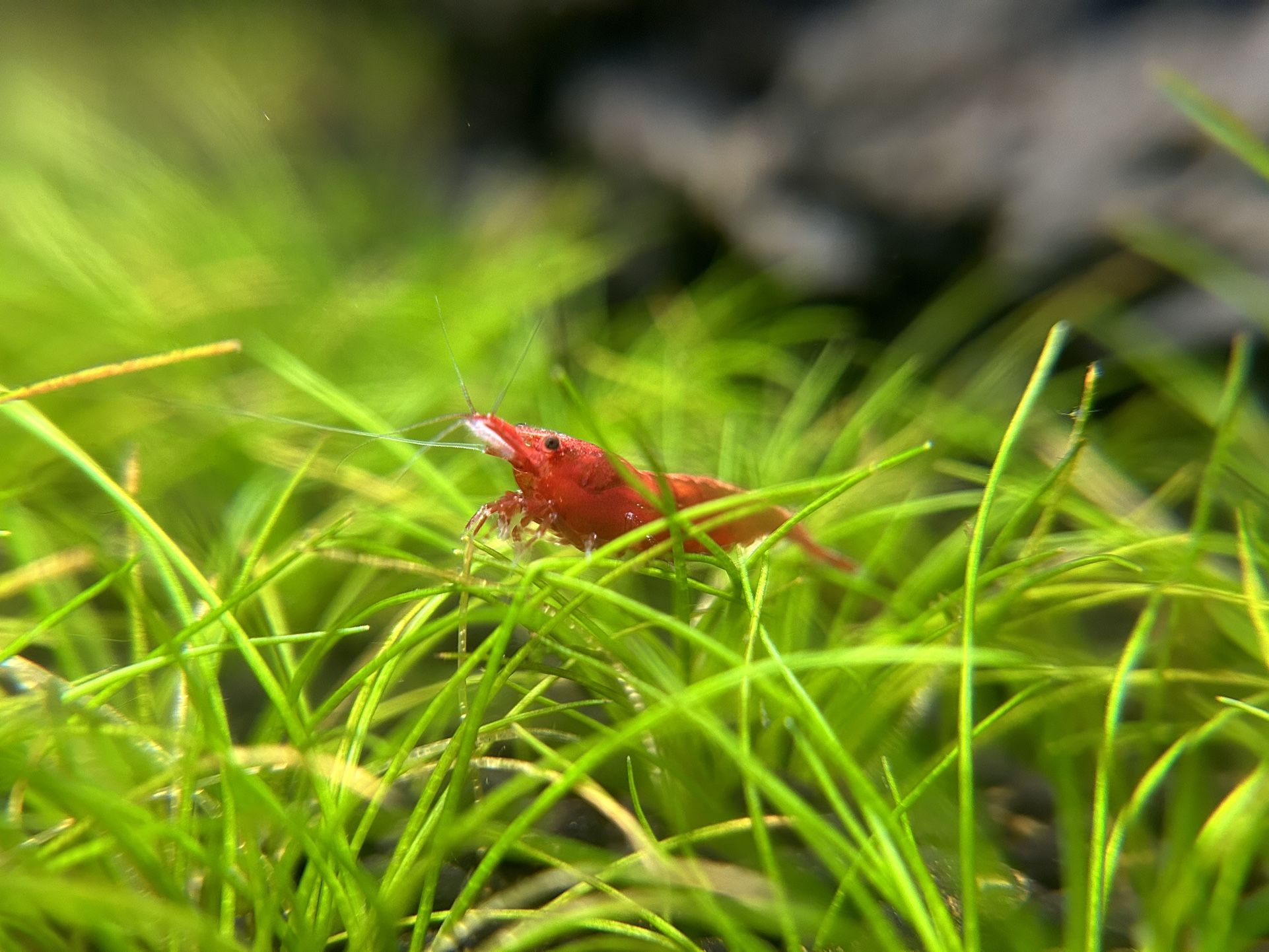 Cherry Shrimp Decoration Aquarium 