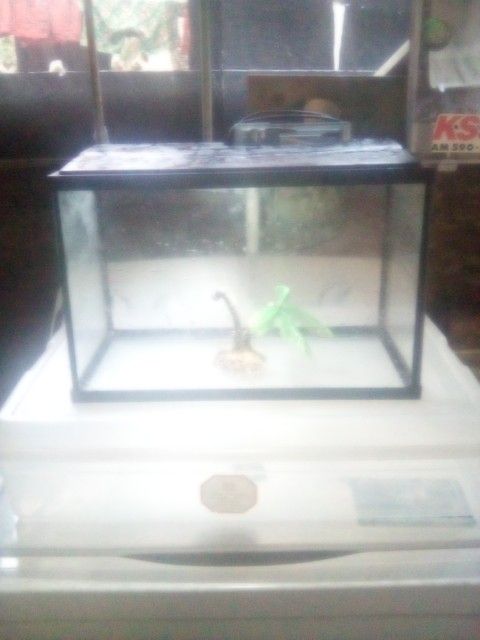 5 Gallon Fish Tank With Coco Nut Decorations And Pump And Lighting For $50 Bucks