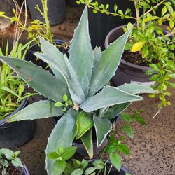 Agave Plant