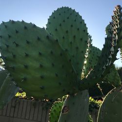 Nopales