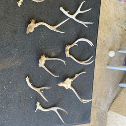 Antlers for knife, handles or dog bones
