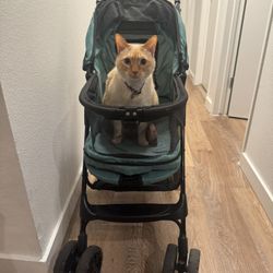 Cat Stroller 