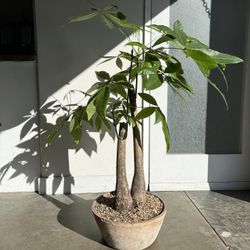 monstera thai constellation for sale Monstera 'Thai Constellation'