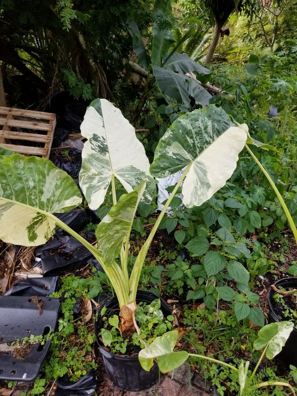 Alocasia macrorrhizos variegata "Variegated Alocasia" for Sale in