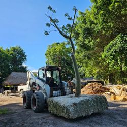 Unique curved trunk ceiba bombax tree