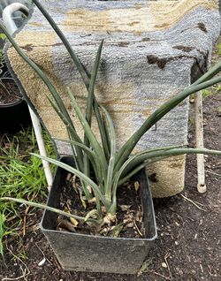 Cylindrical Snake Plant