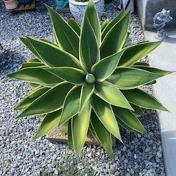 Agave Variegated Fox Tail Attenuata Ray of Light Cacti Succulent Sot Pliable
