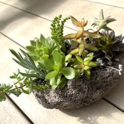Various Succulents In A Heavy Pot 8.5"L X 3,5"H.