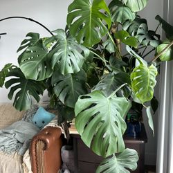 Monstera Plant