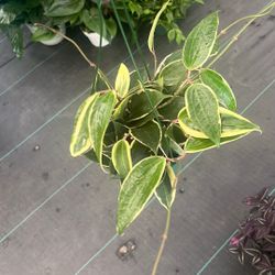 Hoya Macrophillia Veregeate 6 Inch Pot 