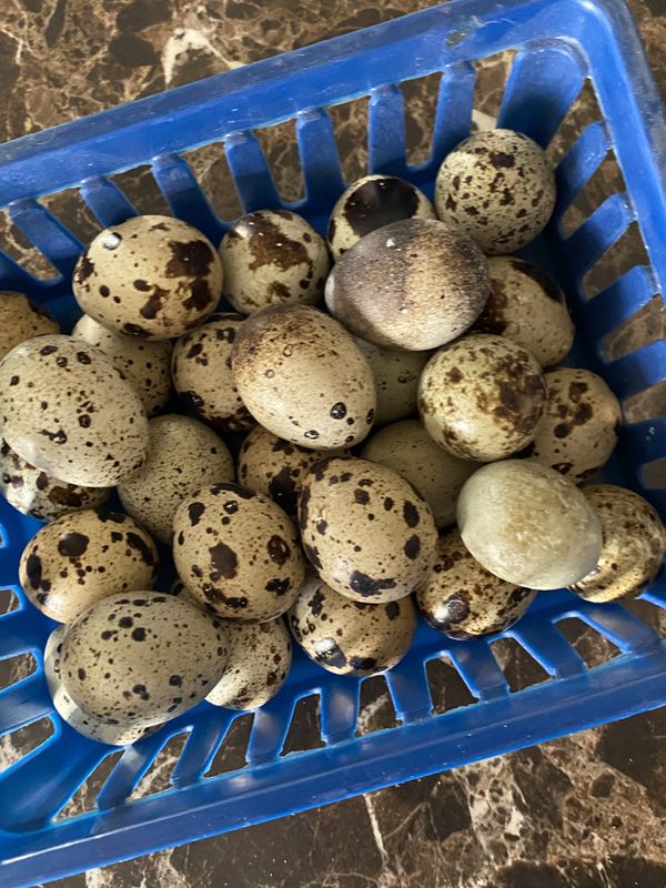 Fertilized Coturnix Quail eggs for Sale in Manteca, CA OfferUp