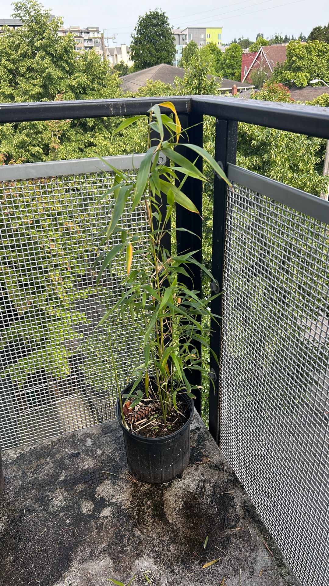 Bamboo