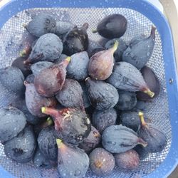 Fresh Figs!