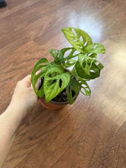 Monstera adansonii plant + free bird of paradise plant starter