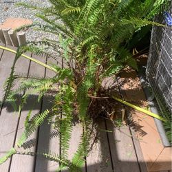 Fern
