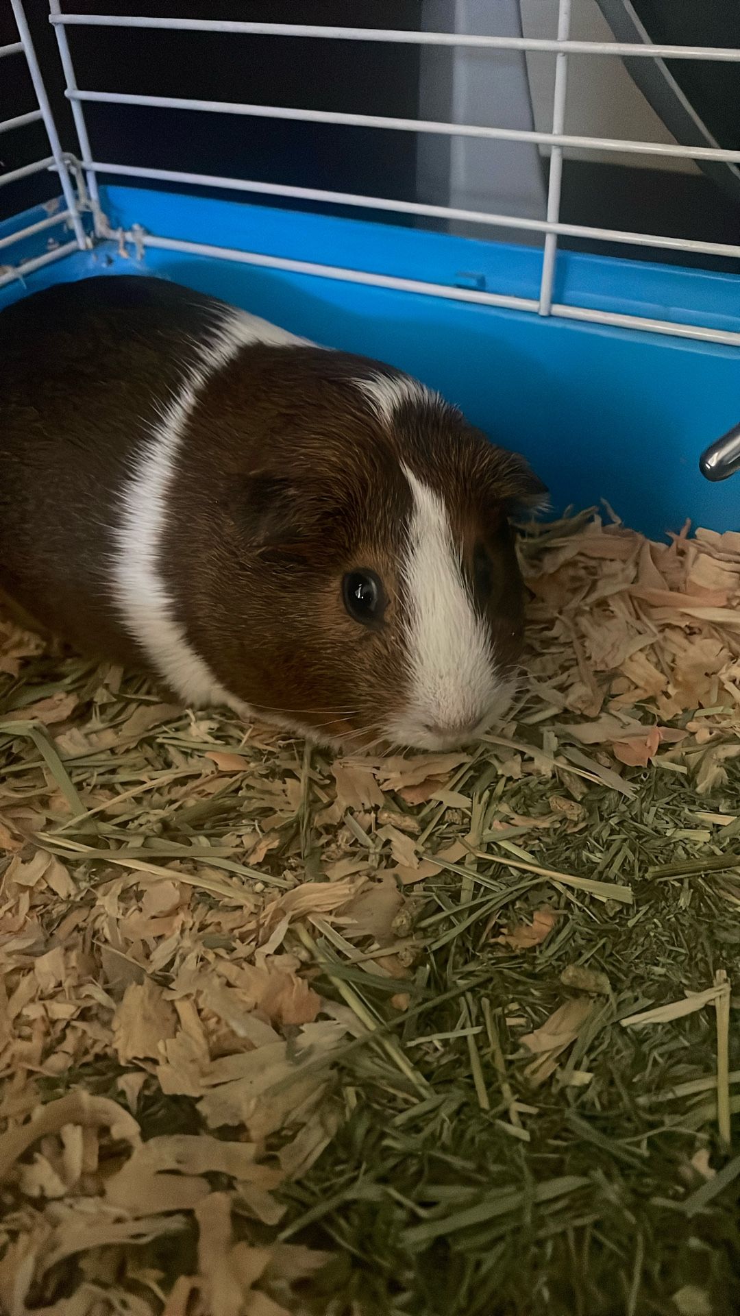 Guinea Pig