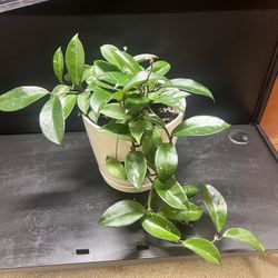 Plant - Hoya Carnosa
