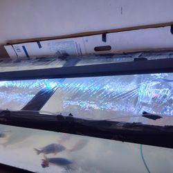 60 Gallon Fish Tank & All Supplies