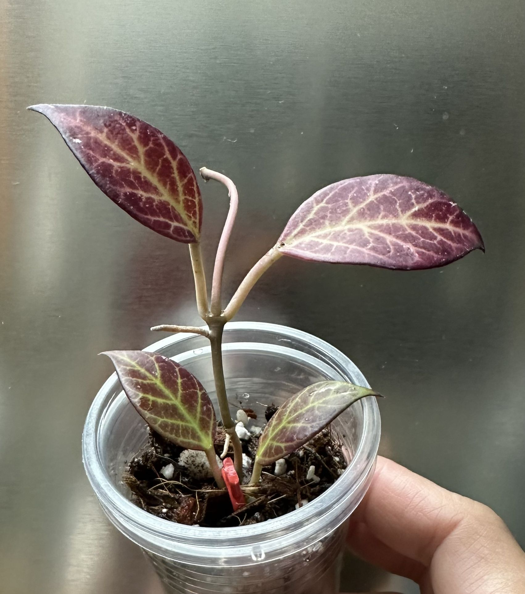 Hoya “Sunrise” Starter plant