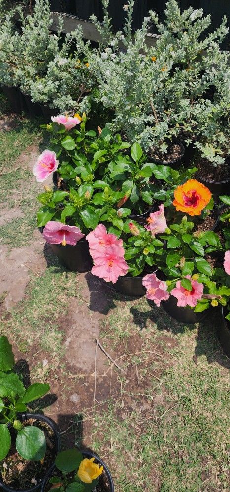 Tulipanes 1gallon Diferentes Colores