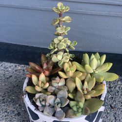 Indoor live succulent arrangement