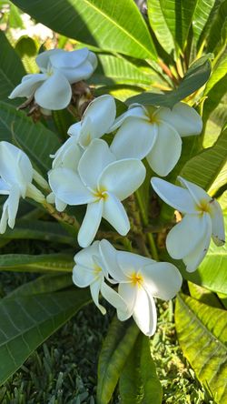 Cortes de plumeria blanca samaon fluff