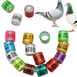 100 ANILLOS DE PALOMAS 2024, Pigeon Ring 2024