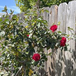 Rose Tree Plant 