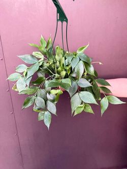 6” hoya polyneura with splash
