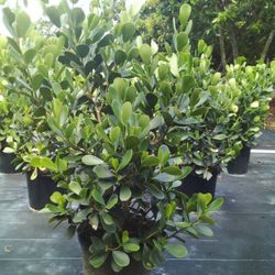 Beautiful Clusia Plants For Sale! Clusia In 15 Gallons About 6' Feet Tall With 5 Steams For Only $40. Open Today!