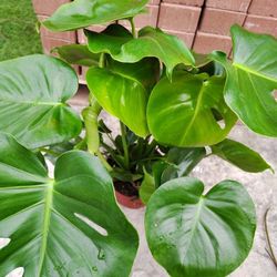 Monstera Plant