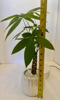 Braided money tree in 4 1/2” ceramic pot